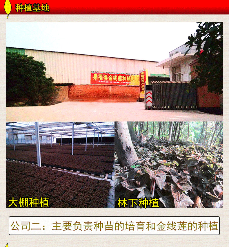 纯叶茶泡5.jpg