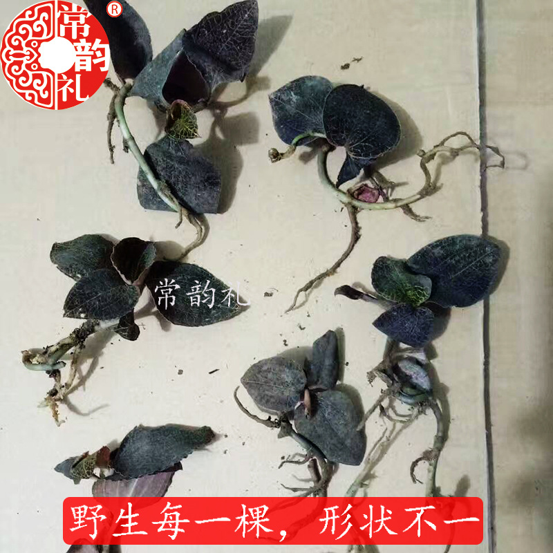 野生2.jpg