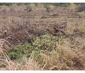 不使用农药、化肥种植蔬菜，能有收成吗