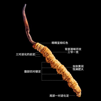 西藏那曲冻干虫草礼盒装 一手货源干货滋补品断草冬虫夏草批发图3