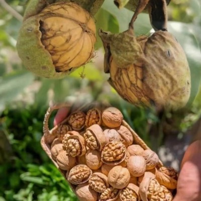 纸皮核桃500g原味干果坚果零食休闲薄皮新疆阿克苏 包邮图2