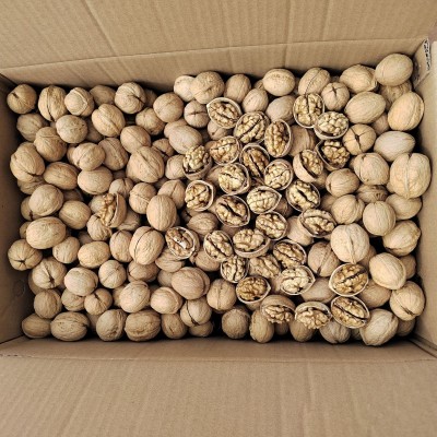 新疆185纸皮核桃 生核桃皮薄肉厚果仁白今年新货坚果零食电商供应图4