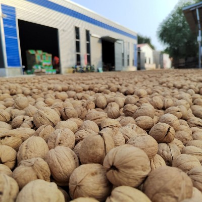 新疆185纸皮核桃 生核桃皮薄肉厚果仁白今年新货坚果零食电商供应图2