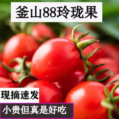 玲珑圣女果釜山88小番茄樱桃小柿子迷你孕妇水果西红柿新鲜包邮图4