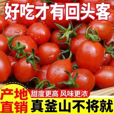 玲珑圣女果釜山88小番茄樱桃小柿子迷你孕妇水果西红柿新鲜包邮图3