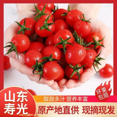 玲珑圣女果釜山88小番茄樱桃小柿子迷你孕妇水果西红柿新鲜包邮图2