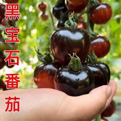 紫黑色小番茄新鲜现摘现发山东花青素果蔬爆汁酸甜可口包邮3斤图4