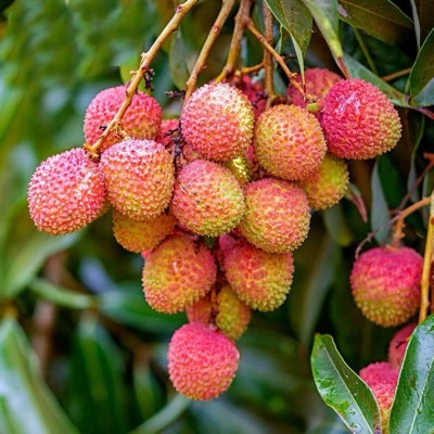 现货】海南荔枝 妃子笑荔枝 白糖罂 桂味无核荔枝王新鲜 顺丰无痕图3