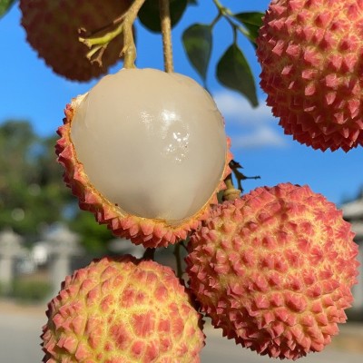 现货】海南新鲜荔枝 妃子笑荔枝 白糖罂桂味无核荔枝王 顺丰无痕图4