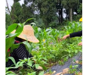 不使用除草剂的情况下，如何用生态的方式除草，大家都知道吗