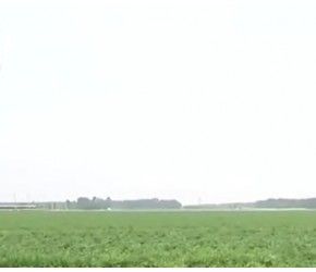 农业“科技范儿”系列科普，优质早熟高效马铃薯新品种：石薯3号