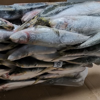 拖网A 80-90条沙丁鱼海捕速冻鱼罐头料冷冻萨丁鱼鱼饵钓饵饲料鱼图4