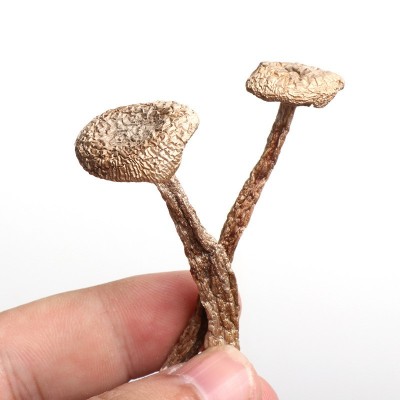 鹿茸菇鹿茸菌干货 新货无熏硫整件批发餐饮火锅煲汤新鲜脆菇图5
