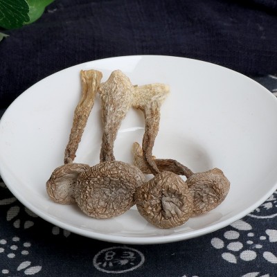 鹿茸菇鹿茸菌干货 新货无熏硫整件批发餐饮火锅煲汤新鲜脆菇图4