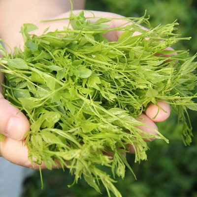湘信翼莓茶张家界莓茶散装新茶张家界莓茶藤茶芽尖图2
