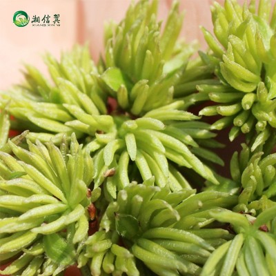 意品康杜仲雄花代用茶批发古树杜仲雄花茶男人茶图3