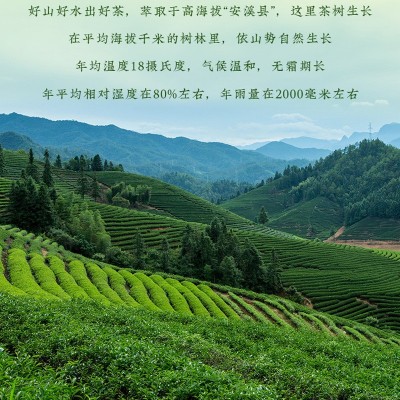严选正宗安溪铁观音浓香型新茶兰花香乌龙茶春茶清香茶叶批发市场图2