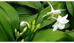 种植和养护一叶兰的基本方法和注意事项。