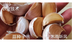 种植蒜苗，应做什么准备？