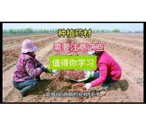 农村种植药材，需要注意这些，值得我们探讨学习