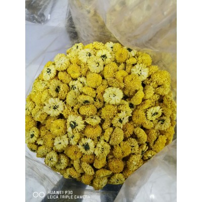 新花婺源皇菊 散装批发 一朵一杯大黄菊金丝皇菊散货图3