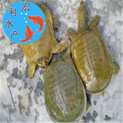 【大量供应】水产养殖优质中华鳖苗 甲鱼苗 日本鳖苗 草龟苗图3