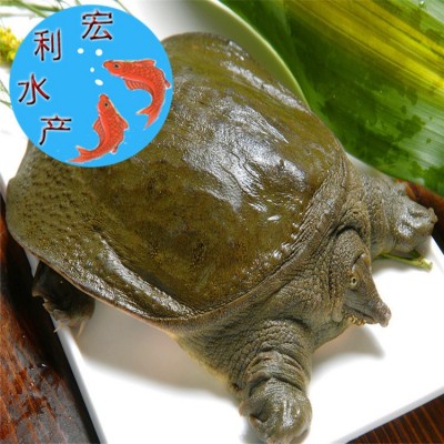 【大量供应】水产养殖优质中华鳖苗 甲鱼苗 日本鳖苗 草龟苗图3