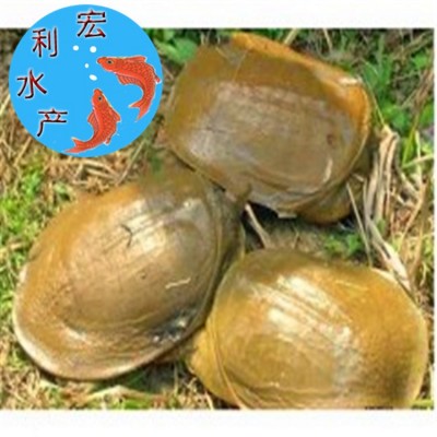 【大量供应】水产养殖优质中华鳖苗 甲鱼苗 日本鳖苗 草龟苗图5