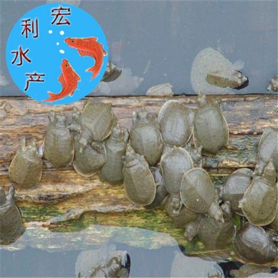 【大量供应】水产养殖优质中华鳖苗 甲鱼苗 日本鳖苗 草龟苗图5