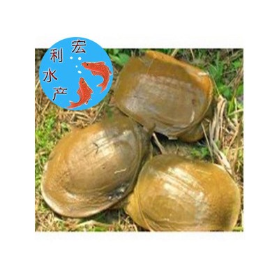 【大量供应】水产养殖优质中华鳖苗 甲鱼苗 日本鳖苗 草龟苗图4