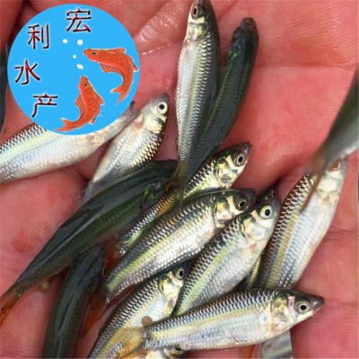 【火热供应】水产养殖苏丹鱼苗 皇帝鱼苗 水花苗 淡水鱼苗图4