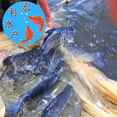 【火热供应】水产养殖苏丹鱼苗 皇帝鱼苗 水花苗 淡水鱼苗图3