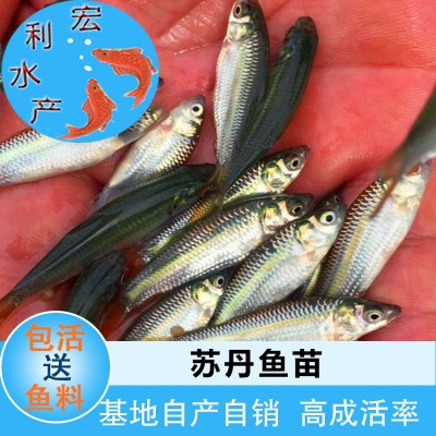【火热供应】水产养殖苏丹鱼苗 皇帝鱼苗 水花苗 淡水鱼苗