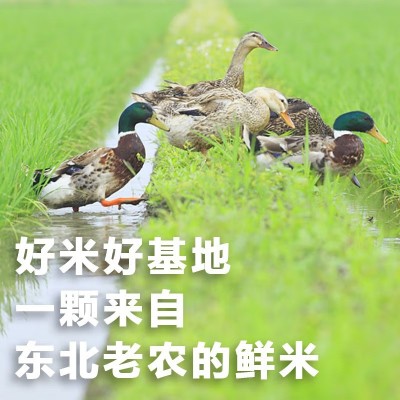 东北老农 稻香2号珍珠米 软糯香米 大米5斤5kg 20斤50斤米批发图4