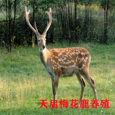 出售梅花鹿 梅花鹿的价格 什么地方有梅花鹿养殖场