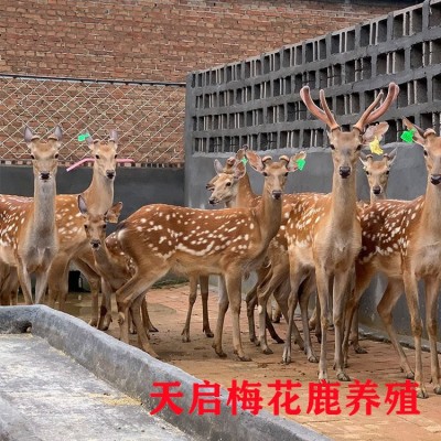 小梅花鹿价格 江西梅花鹿养殖场在哪里 成年梅花鹿种鹿多少钱一只