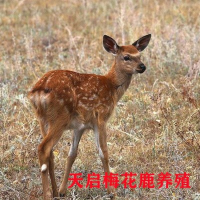 小梅花鹿价格 江西梅花鹿养殖场在哪里 成年梅花鹿种鹿多少钱一只图2