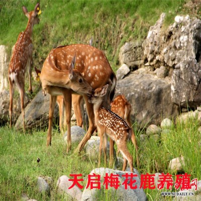 小梅花鹿价格 江西梅花鹿养殖场在哪里 成年梅花鹿种鹿多少钱一只图4