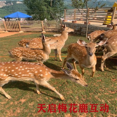 半年的梅花鹿苗哪里有卖的 鹿苗的价格 成年鹿的价格