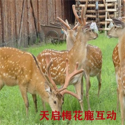 半年的梅花鹿苗哪里有卖的 鹿苗的价格 成年鹿的价格图4