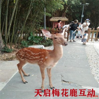半年的梅花鹿苗哪里有卖的 鹿苗的价格 成年鹿的价格图3
