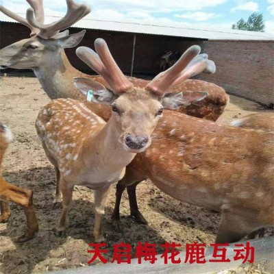 半年的梅花鹿苗哪里有卖的 鹿苗的价格 成年鹿的价格图2