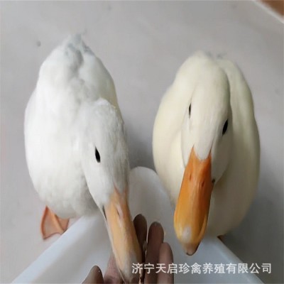 柯尔鸭活体 宠物可达鸭 脱温小鸭子宠物幼崽活苗柯尔鸭种蛋批发图3