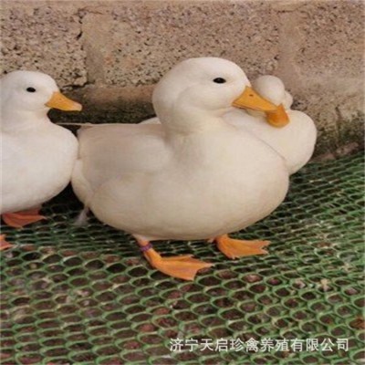 柯尔鸭活体 宠物可达鸭 脱温小鸭子宠物幼崽活苗柯尔鸭种蛋批发图2