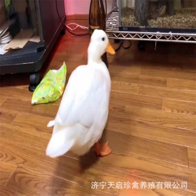 柯尔鸭活体 宠物可达鸭 脱温小鸭子宠物幼崽活苗柯尔鸭种蛋批发图4