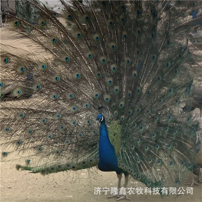 孔雀活体哪里出售 成年蓝孔雀价格多少钱一对 孔雀苗幼崽批发养殖图2