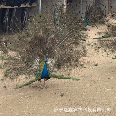孔雀活体哪里出售 成年蓝孔雀价格多少钱一对 孔雀苗幼崽批发养殖图4
