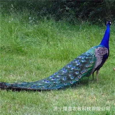 孔雀活体哪里出售 成年蓝孔雀价格多少钱一对 孔雀苗幼崽批发养殖