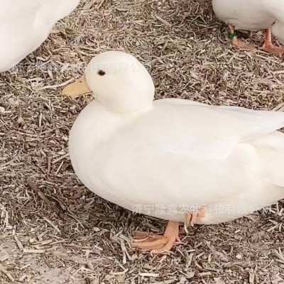 柯尔鸭苗宠物小鸭子柯尔鸭王宠物鸭子小白鸭哪里有卖柯尔鸭活物图2