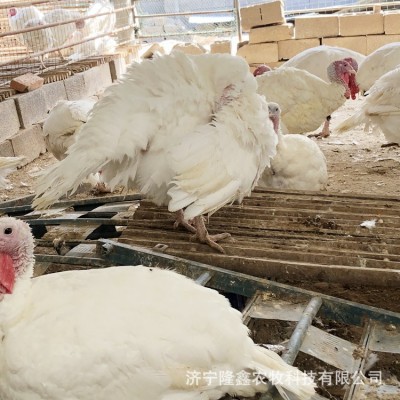 火鸡活苗活体青铜尼古拉贝蒂娜成年小鸡仔苗活物一对养殖技术火鸡图2
